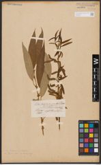 Salix babylonica L. x Salix fragilis L.